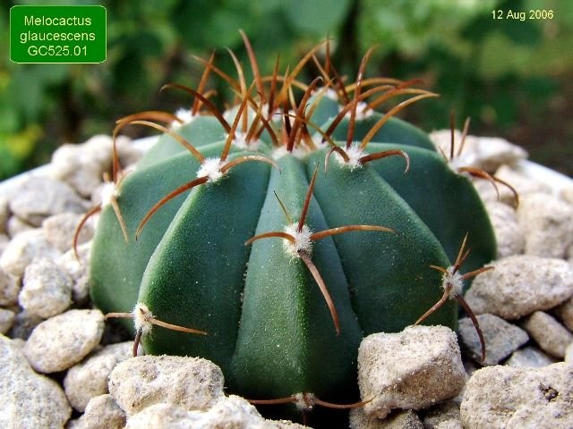 Melocactus _glaucescens _GC525.01 _01